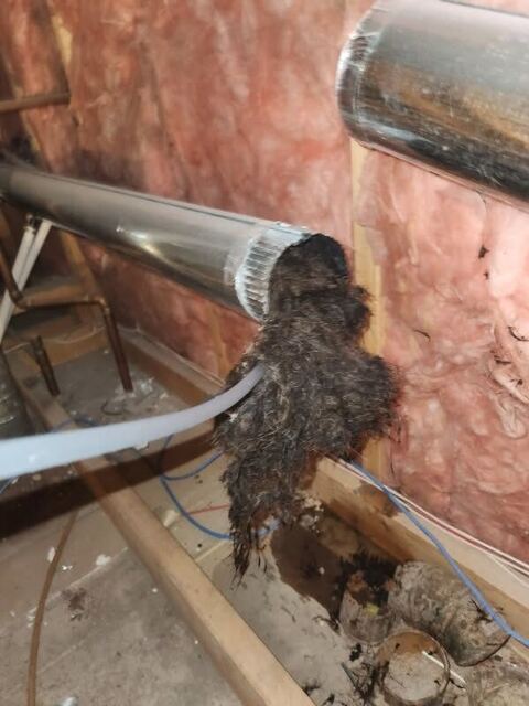 A large clump of matted lint and debris coming out of the open end of a duct during cleaning